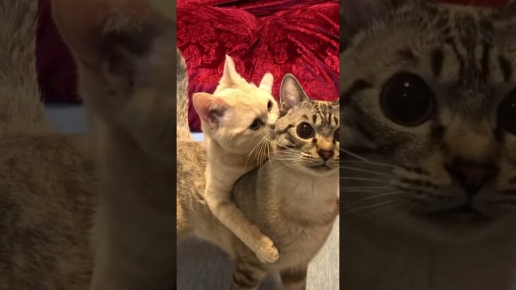 子猫のハグにとまどう猫　#shorts  #ねこ動画  #こねこ #スコティッシュフォールド