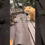 【猫】撮影中のハプニング🥺脱走寸前の三毛猫のミキちゃん🐾今後は気をつけます(´・ω・｀)【癒し】#shorts