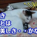 【ねこにう】ハプニング！　仲良しなんだけど・・ね😂