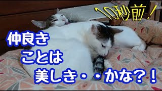 【ねこにう】ハプニング！　仲良しなんだけど・・ね😂