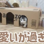 こどおじが本気を出したら、子猫が喜びました