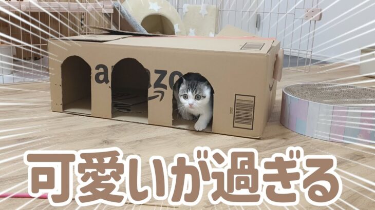 こどおじが本気を出したら、子猫が喜びました