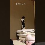 犬と人間しか知らない猫#子猫#保護猫#ねこのいる生活 #猫#にゃんこ