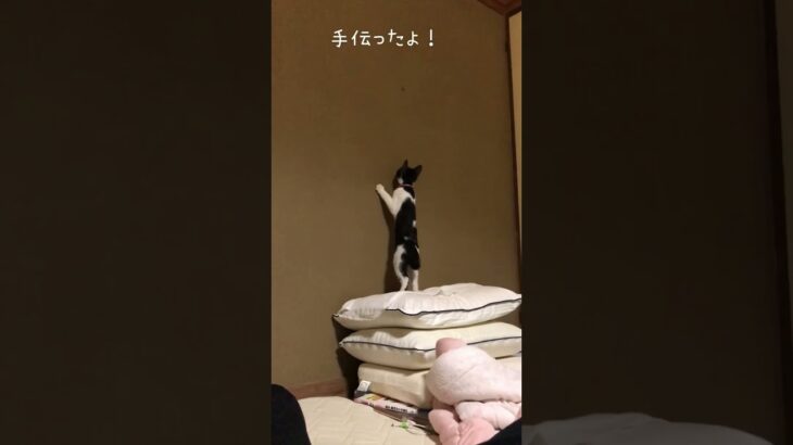 犬と人間しか知らない猫#子猫#保護猫#ねこのいる生活 #猫#にゃんこ