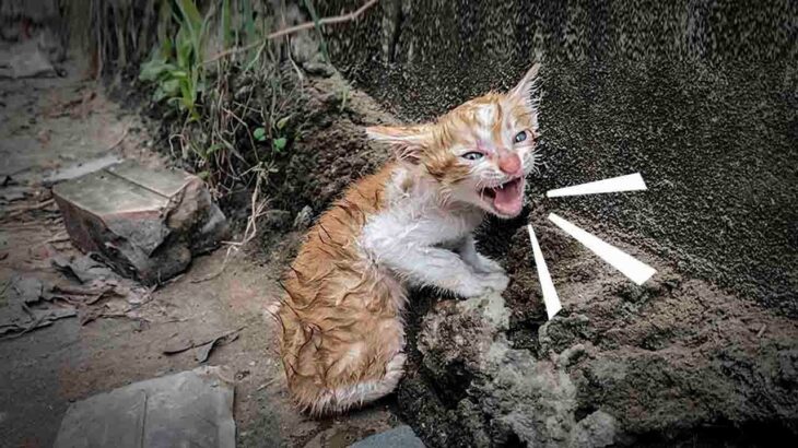 【緊急保護】野良子猫が必死で通行人に助けを求めているが誰も気に留めない！