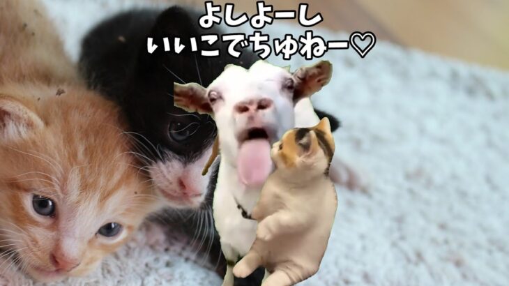 初めて猫カフェに行った時の話【癒し】 #猫ミーム #猫マニ