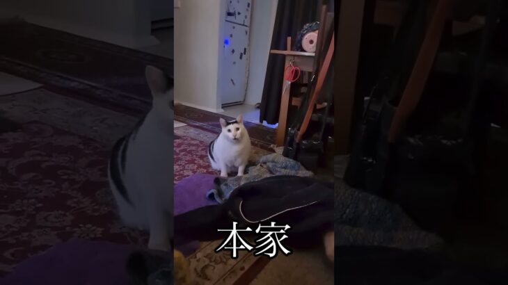 【猫ミーム】本家の猫かわいいやんけw