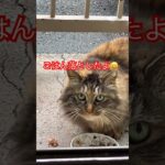 #12ベランダに来る猫#shorts#short#shortvideo#おもしろ#おすすめ#zoo #ねこ#cat #cats#猫#猫動画 #japant#癒し#日本#野良猫