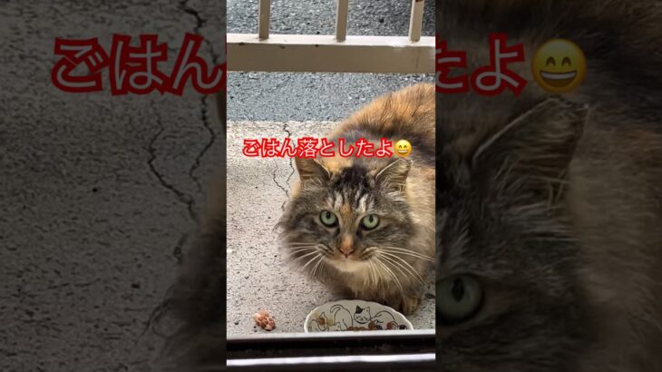 #12ベランダに来る猫#shorts#short#shortvideo#おもしろ#おすすめ#zoo #ねこ#cat #cats#猫#猫動画 #japant#癒し#日本#野良猫