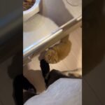 独身一人暮らし25歳男と子猫達の会話。#マンチカン #ミヌエット #子猫