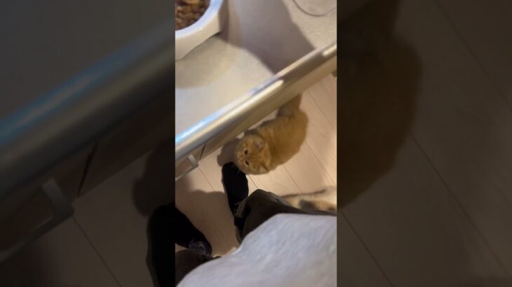 独身一人暮らし25歳男と子猫達の会話。#マンチカン #ミヌエット #子猫