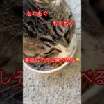 警戒心強すぎる猫47#short#shorts#shortvideo#zoo#cat#cats#おもしろ#おすすめ#癒し#ねこ#猫#野良猫#ショート#かわいい