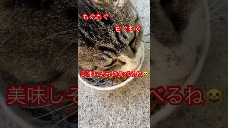 警戒心強すぎる猫47#short#shorts#shortvideo#zoo#cat#cats#おもしろ#おすすめ#癒し#ねこ#猫#野良猫#ショート#かわいい