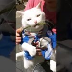 男のロマン！マイキャット『太陽』マンダム！【猫かわいい】【会津若松】My Cat！”Taiyou” Lovers Of The World！Cute Cat ! Amazing Japan !