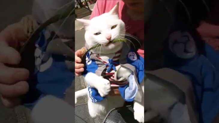 男のロマン！マイキャット『太陽』マンダム！【猫かわいい】【会津若松】My Cat！”Taiyou” Lovers Of The World！Cute Cat ! Amazing Japan !