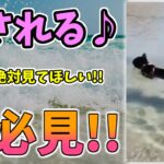 【動物おもしろ】猫・犬・動物の爆笑アフレコ！ハプニングだらけの犬、猫がおもしろすぎた集 Vol.１１５