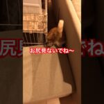 #cat #猫のいる暮らし #動物おもしろ動画 #ねこ #保護猫 #猫