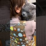 【呼ばれてかけ出すハグ猫グレちゃん】 #癒し動画 #cat #シャルトリュー #ばあちゃん大好き #保護猫の日常