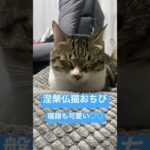 涅槃仏猫なおちびくん #癒し #ペット #cat #猫 #猫と暮らす #猫動画 #kitten #catvideos #cats #catshorts