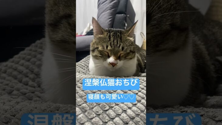 涅槃仏猫なおちびくん #癒し #ペット #cat #猫 #猫と暮らす #猫動画 #kitten #catvideos #cats #catshorts