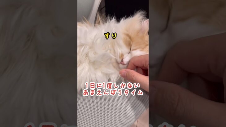 この瞬間だけ甘える子猫 #ねこ #ネコ #cat #ミヌエット #短足 #長毛 #shorts