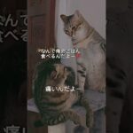 ネコのけんか🙀　#ねこ #catlover  #cat #shorts #short #shortvideo #かわいい猫