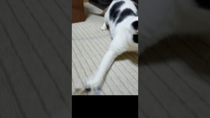 一生懸命#猫かわいい #猫動画 #catslover