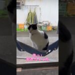 みるちゃん お昼寝#保護猫#癒し#甘えん坊#肥満#cutecat#japan#九州#宮崎