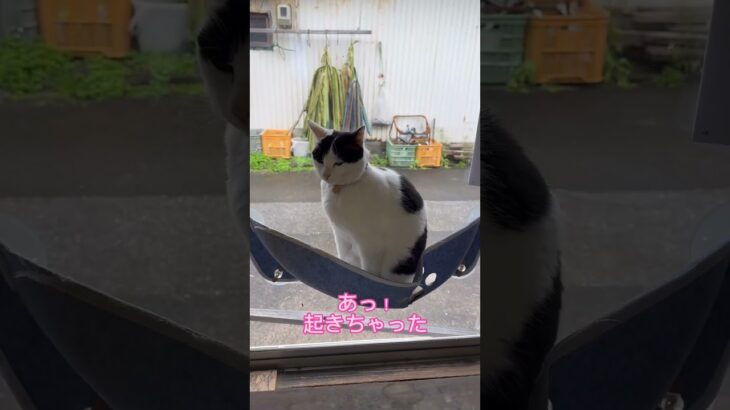 みるちゃん お昼寝#保護猫#癒し#甘えん坊#肥満#cutecat#japan#九州#宮崎