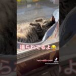 ももちゃん#保護猫#癒し#甘えん坊#肥満#cutecat#japan#九州#宮崎