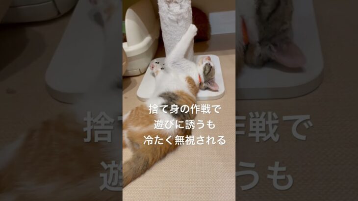 初めての同世代猫友できるかな？頑張る三毛子猫　#新大阪猫の幼稚園 #保護猫 #保護施設 #認定npo法人