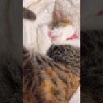 《眠る猫》#protectioncat #cats #kitten  #shorts #short #子猫　#こねこ　#ショート #ねこのいる生活 #かわいい　 #ほっこり　#癒し