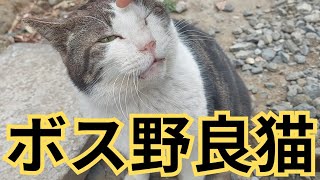 【ボス野良猫の正体は…】#short #shorts#猫ミーム#猫動画 #おもしろ#あるある#癒し#ネタ#爆笑#cat #JAPAN#野良猫#保護猫#ねこ #ねこのきもち #ねこすたぐらむ
