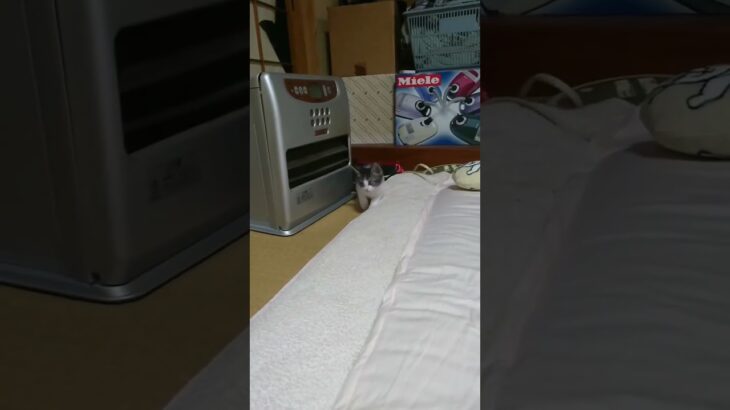 ハプニング❗【狩りの練習？】#shorts #仔猫 #保護猫 #育児放棄猫