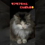 人懐っこい猫#short#shorts#shortvideo#cat#cats#zoo#おもしろ#おすすめ#癒し#ねこ#猫#猫動画#もふもふ#モフモフ#かわいい#かわいい猫#日本#japan