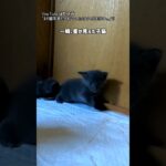 一瞬、星が見えた子猫「ぶつけちゃった」