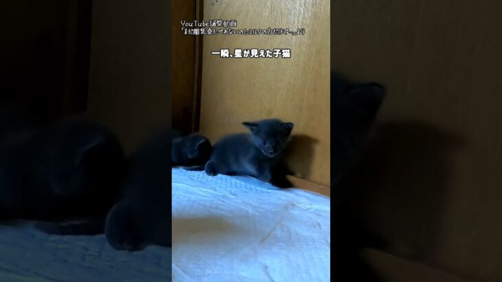 一瞬、星が見えた子猫「ぶつけちゃった」