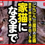 【感動】真冬の排水溝を逃げ回った子猫が、幸せな家猫になるまで【まとめ】