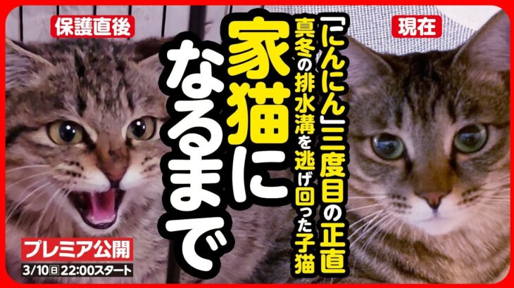 【感動】真冬の排水溝を逃げ回った子猫が、幸せな家猫になるまで【まとめ】