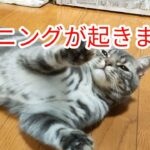 ハプニングが起きました（）　　　　　　　　　　　　　　　　　　　　　　　　　　　　　　　＃猫＃ハプニング