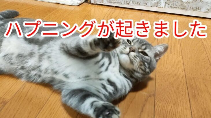 ハプニングが起きました（）　　　　　　　　　　　　　　　　　　　　　　　　　　　　　　　＃猫＃ハプニング