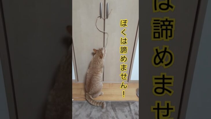 紐！ひもー！絶対取ってやる意思の強い猫