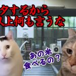 ネズミが家にいる！ハプニング連発の思い出話し【猫ミーム  猫マニ】