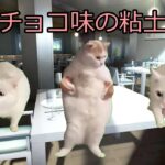 【猫ミーム】ハプニングまみれのアメリカツアー②食事編