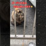 ベランダに来る猫#17#short#shorts#cat#癒し#zoo#おもしろ#おすすめ #japan