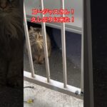 ベランダに来る猫#18#short#shorts#japan#zoo#おもしろ#おすすめ#癒し#猫動画#猫#cat #cats#かわいい