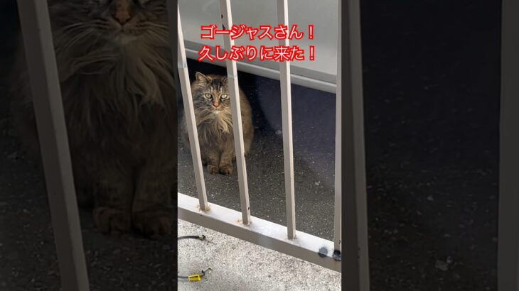 ベランダに来る猫#18#short#shorts#japan#zoo#おもしろ#おすすめ#癒し#猫動画#猫#cat #cats#かわいい