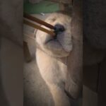 【面白い動画】 かわいい猫 – かわいい犬 – 最も面白いペットの動画 #6