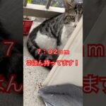 警戒心強すぎる猫#67#japan#short#shorts#cat#cats#癒し#ねこ#野良猫#猫#猫動画#かわいい#かわいい猫#