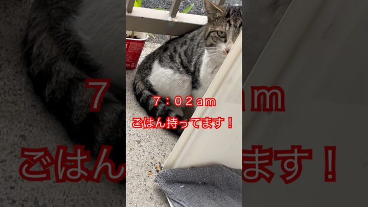 警戒心強すぎる猫#67#japan#short#shorts#cat#cats#癒し#ねこ#野良猫#猫#猫動画#かわいい#かわいい猫#